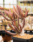 Adromischus marianae var. antidorcatum long leaf form | One & Only | A