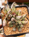 Adromischus cooperi 'Festivus'