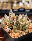 Adromischus cooperi 'Festivus'