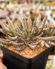 Adromischus filicaulis subsp filicaulis