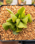 Adromischus cristatus var. zeyheri