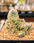 Crassula 'Ivory Pagoda'