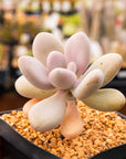 Graptopetalum amethystinum - Lavender Pebbles