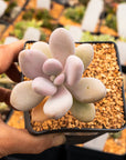 Graptopetalum amethystinum - Lavender Pebbles