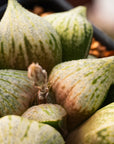 Haworthia 'Taoyuan'