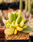 Cotyledon tomentosa - Bear Paw variegated