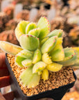 Cotyledon tomentosa - Bear Paw variegated