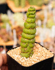 Eulychnia castanea cv. varispiralis - single stem