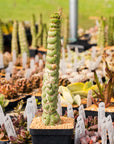 Eulychnia castanea cv. varispiralis - single stem