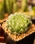 Haworthia arachnoidea 'tretyrensis sandpoort'