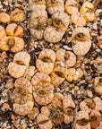 Lithops werneri C188 - 4 heads