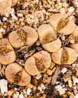 Lithops dinteri C206 - 4 heads