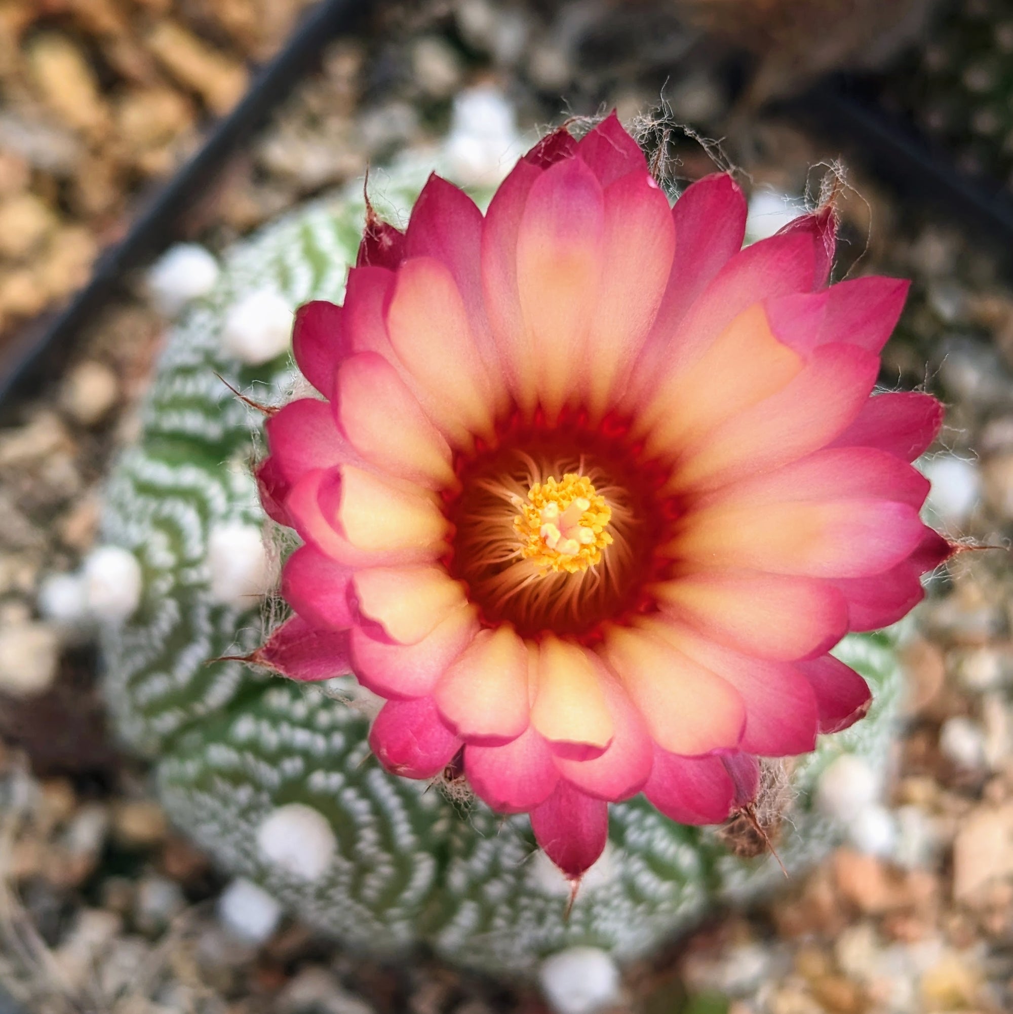 Astrophytum asterias - red flowers/ seed grown | One &amp; Only