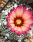 Astrophytum asterias - red flowers/ seed grown | One & Only