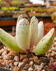 Adromischus cooperi SH 1900 - Vivid Root