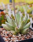 Adromischus cooperi SH 1900 - Vivid Root