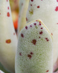 Adromischus cooperi SH 1900 - Vivid Root