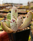 Adromischus cooperi SH 1900 - Vivid Root