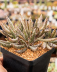 Adromischus filicaulis subsp filicaulis - Vivid Root