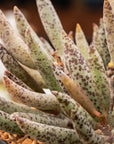 Adromischus filicaulis subsp filicaulis - Vivid Root
