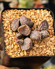 Adromischus 'Hualuo' - Vivid Root