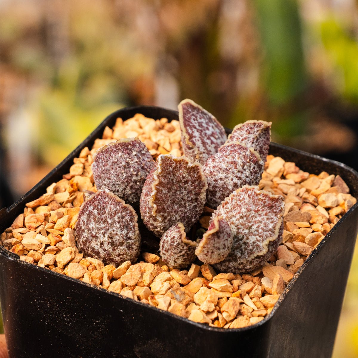 Adromischus &#39;Hualuo&#39; - Vivid Root