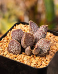 Adromischus 'Hualuo' - Vivid Root