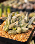 Adromischus marianae 'Leaf Edges White' - Vivid Root