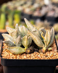 Adromischus marianae 'Leaf Edges White' - Vivid Root