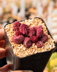 Adromischus marianae v herrei - Vivid Root