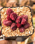 Adromischus marianae v herrei - Vivid Root