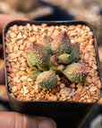 Adromischus marianae v herrei 'Lime Drop' - Vivid Root