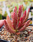 Adromischus marianae var. antidorcatum long leaf form | One & Only | A - Vivid Root
