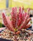 Adromischus marianae var. antidorcatum long leaf form | One & Only | A - Vivid Root