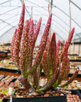 Adromischus marianae var. antidorcatum long leaf form | One & Only | A - Vivid Root
