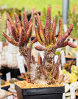 Adromischus marianae var. antidorcatum long leaf form | One & Only | A - Vivid Root