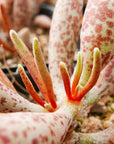 Adromischus marianae var. antidorcatum long leaf form | One & Only | A - Vivid Root