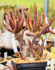 Adromischus marianae var. antidorcatum long leaf form | One & Only | A - Vivid Root