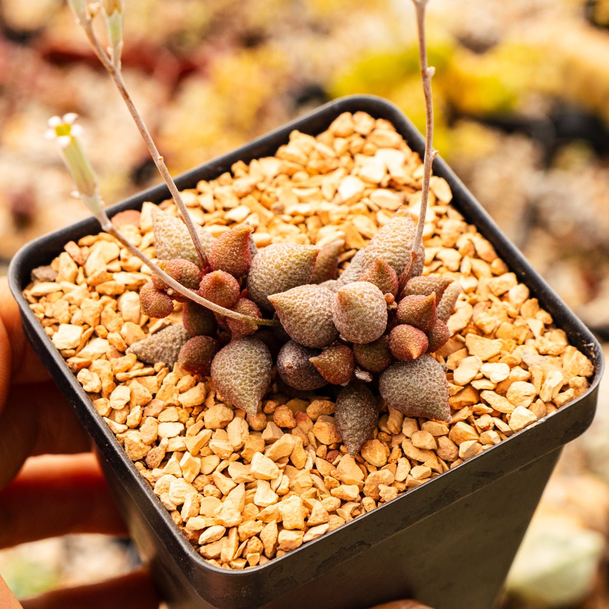 Adromischus marianiae v avolatus 'Little Pepper' - Vivid Root