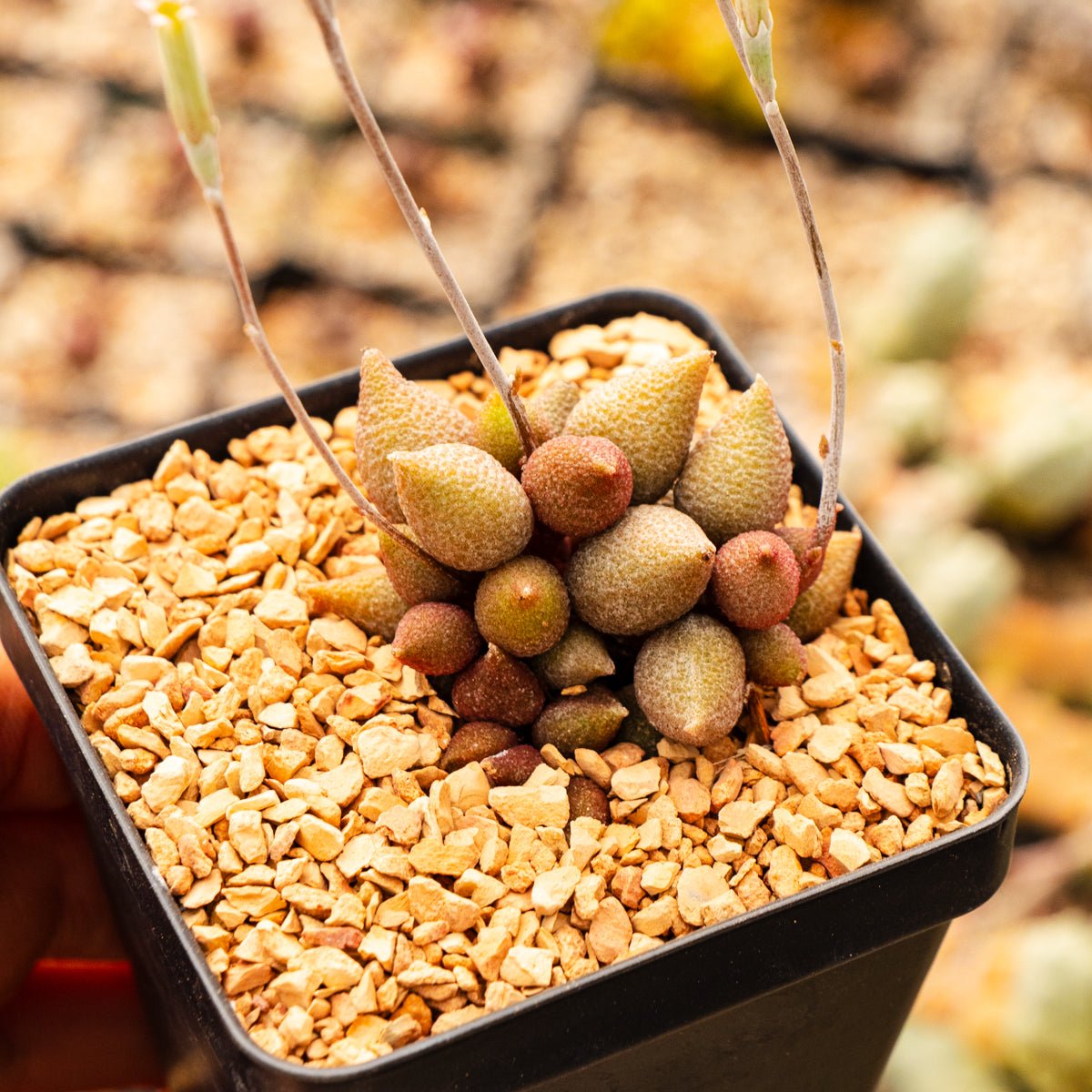 Adromischus marianiae v avolatus 'Little Pepper' - Vivid Root