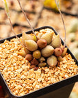 Adromischus marianiae v avolatus 'Little Pepper' - Vivid Root