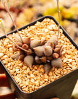 Adromischus marianiae v avolatus 'Little Pepper' - Vivid Root