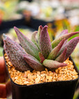 Adromischus 'Pure Red' - Vivid Root