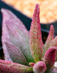 Adromischus 'Pure Red' - Vivid Root