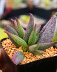Adromischus 'Pure Red' - Vivid Root
