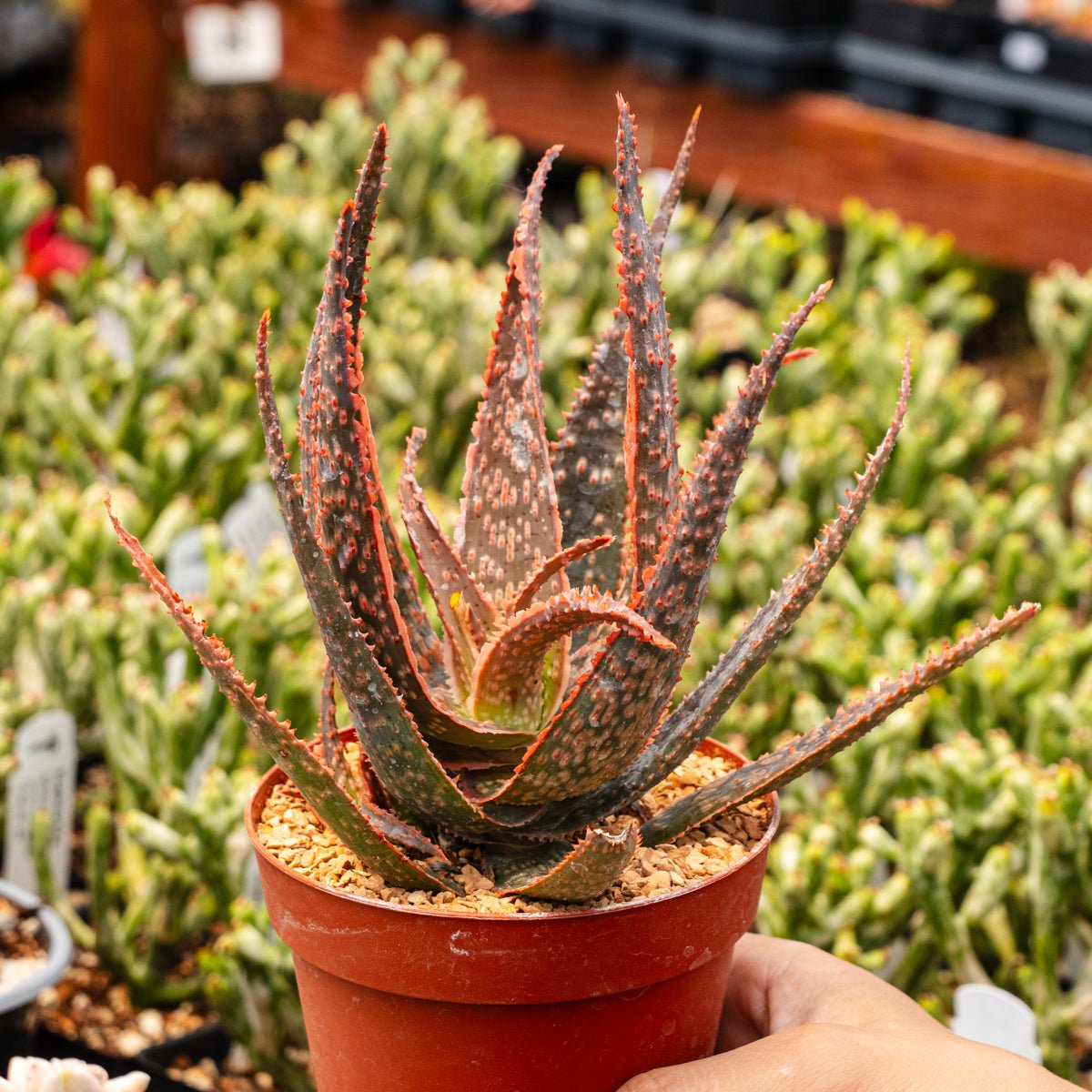 Aloe x (hybrid) - Vivid Root