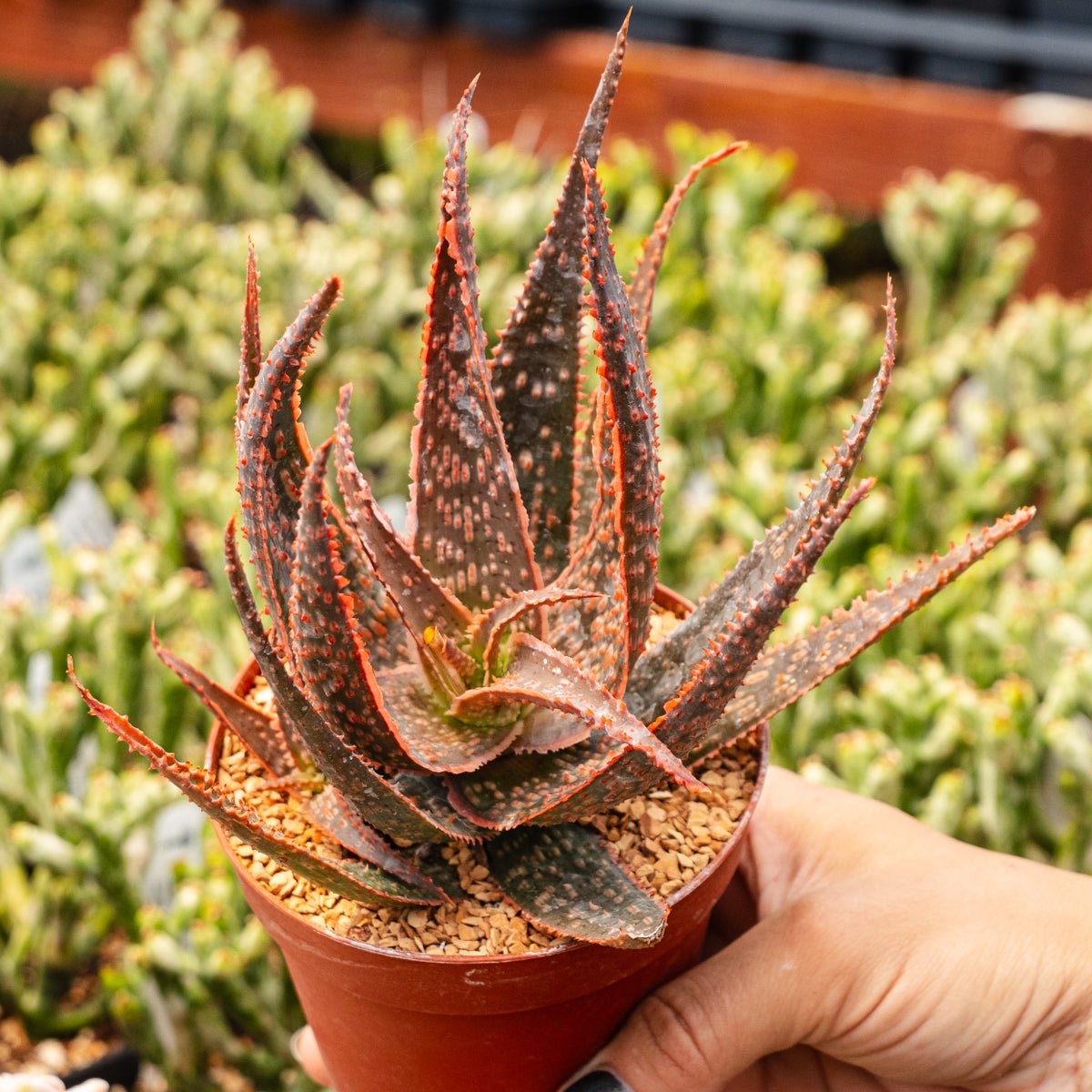 Aloe x (hybrid) - Vivid Root