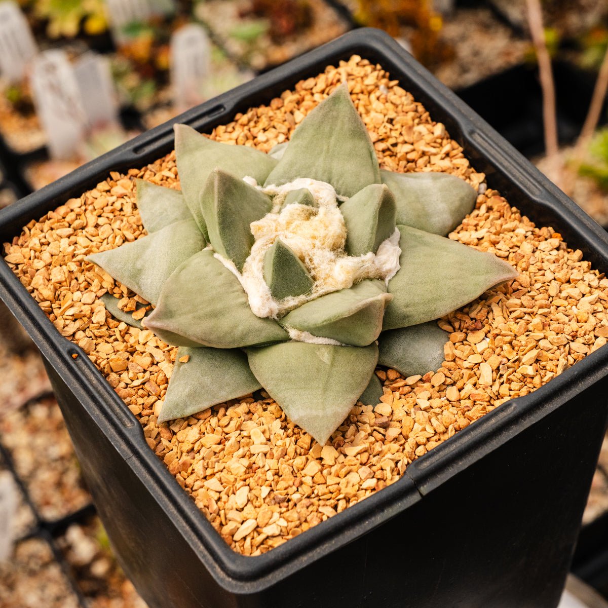 Ariocarpus retusus - Vivid Root