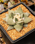 Ariocarpus retusus - Vivid Root