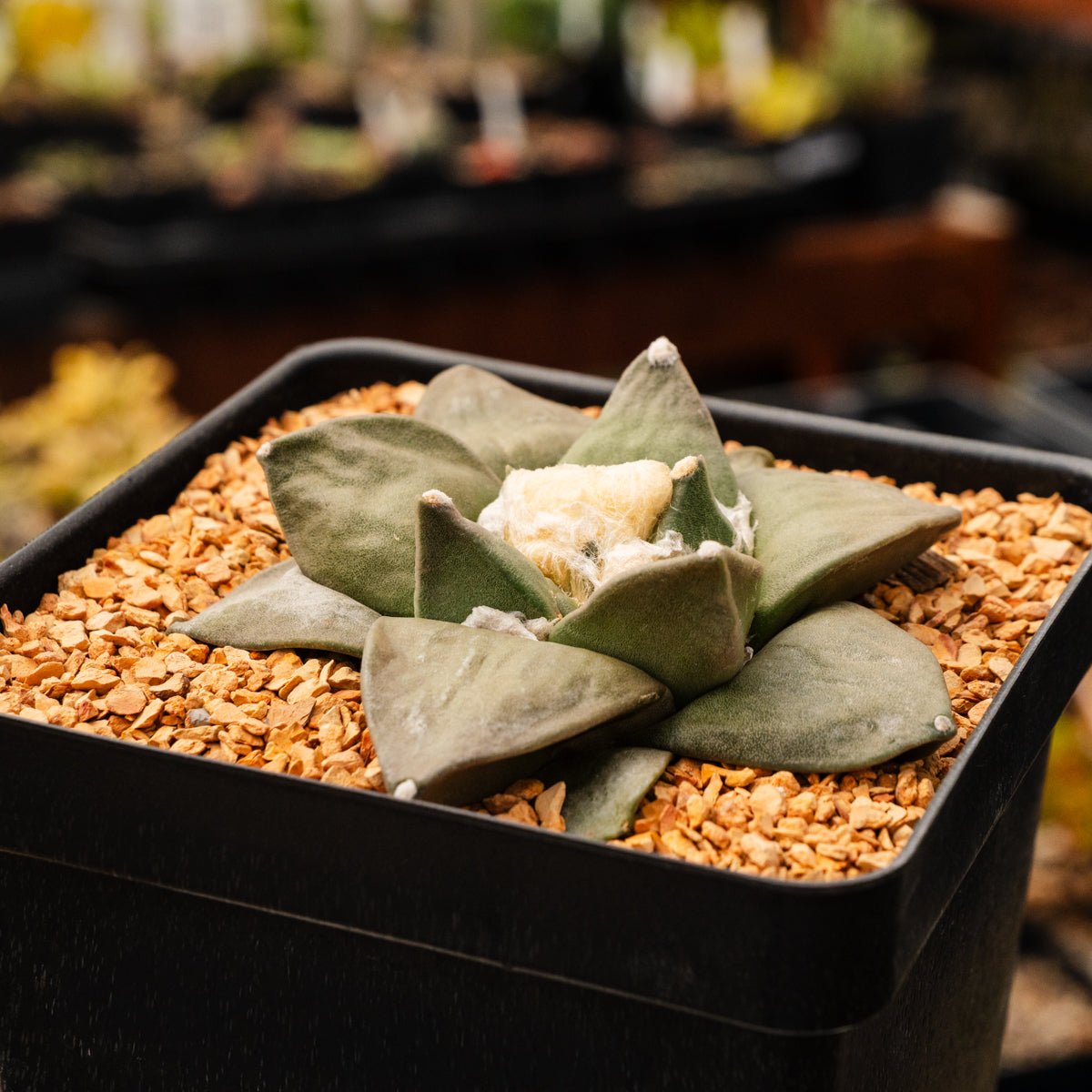 Ariocarpus retusus - Vivid Root